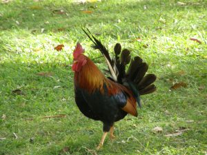 Rooster