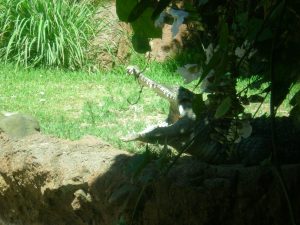 Nile Crocodile