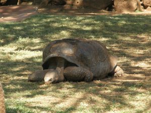 Gallapagos Tortoise