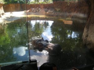 Hippo