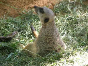 Timon! (Meerkat)