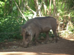 Pumba! (Wart Hog)