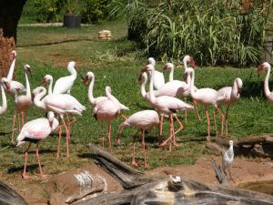 Flamingos