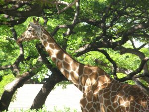 Giraffe