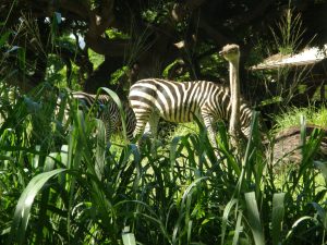 Zebra and Ostrich