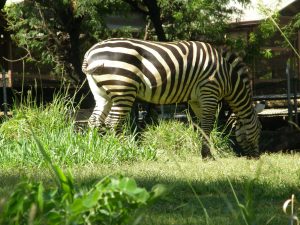 Zebra
