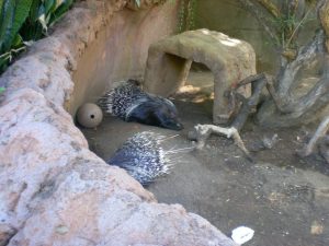 Porcupine