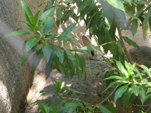 Honolulu zoo