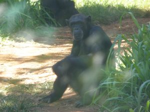 Chimpanzee