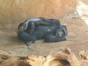 Chimpanzee