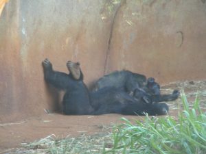 Chimpanzee