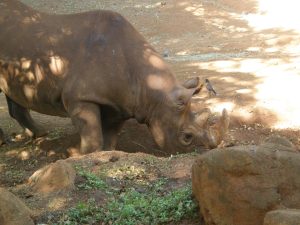 Rhino