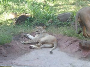 Lion