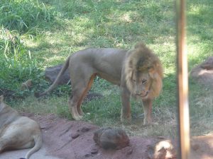 Lion