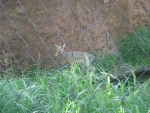 Dik-Dik