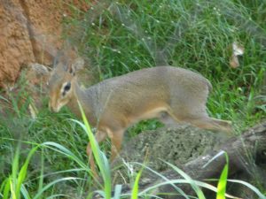 Dik-Dik