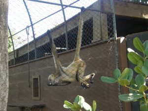 Spider Monkey