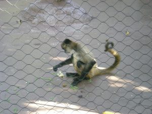 Spider Monkey
