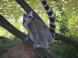 Black Lemur