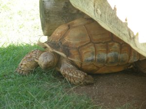 Tortoise