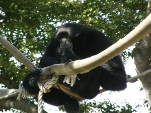 Siamang