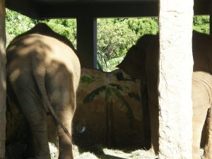 Elephants