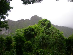 Hawaiian rainforest