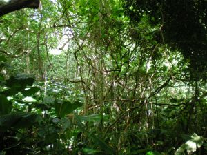 Hawaiian rainforest
