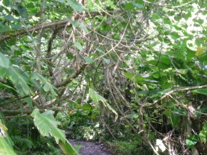 Hawaiian rainforest