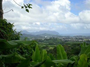 Hawaiian rainforest