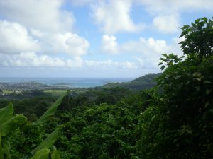 Hawaiian rainforest