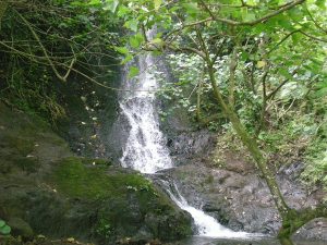 Hawaiian rainforest
