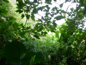 Hawaiian rainforest