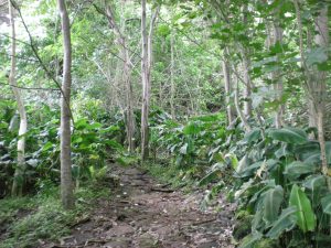 Hawaiian rainforest