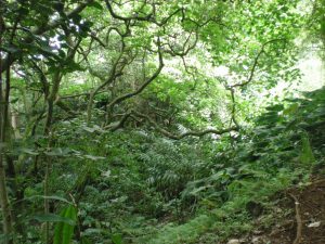 Hawaiian rainforest