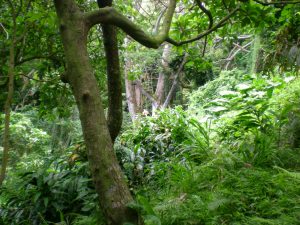 Hawaiian rainforest