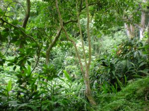 Hawaiian rainforest