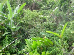 Hawaiian rainforest