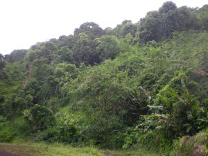 Hawaiian rainforest