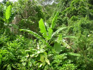 Hawaiian rainforest