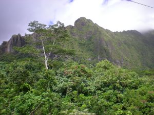 Hawaiian rainforest