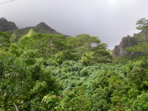 Hawaiian rainforest