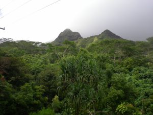 Hawaiian rainforest