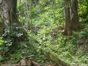 Hawaiian rainforest